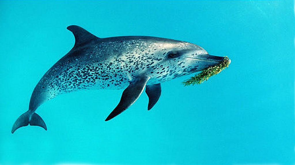 El delfín moteado