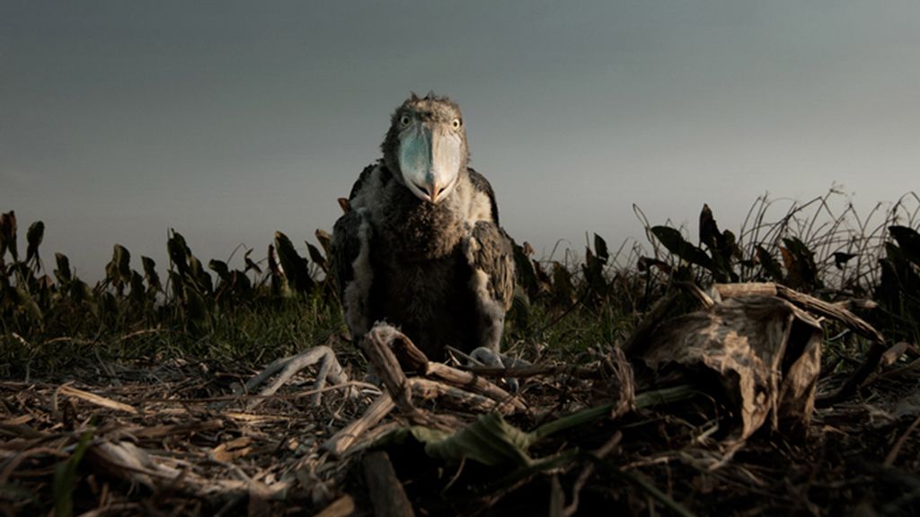 Un viaje por cinco regiones del mismo continente salvaje