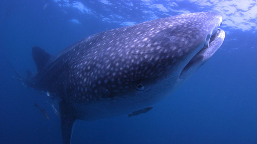 Desde la antigua ciudad de La Meca hasta los paisajes urbanos ultramodernos del Golfo Pérsico