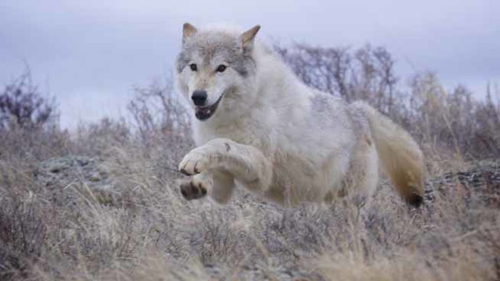 Episodio 1: ‘Nacida para ser salvaje’