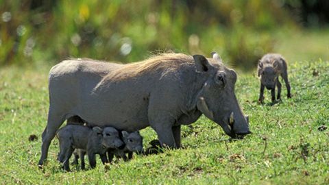 Los Animales Mas Fascinantes De Africa