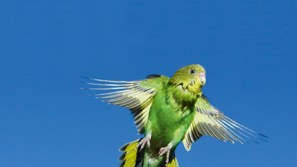 El Planeta, a vista de pájaro