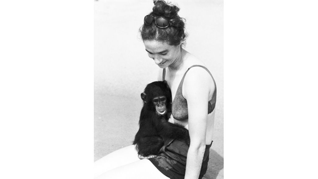 Un chimpancé que habla con los humanos