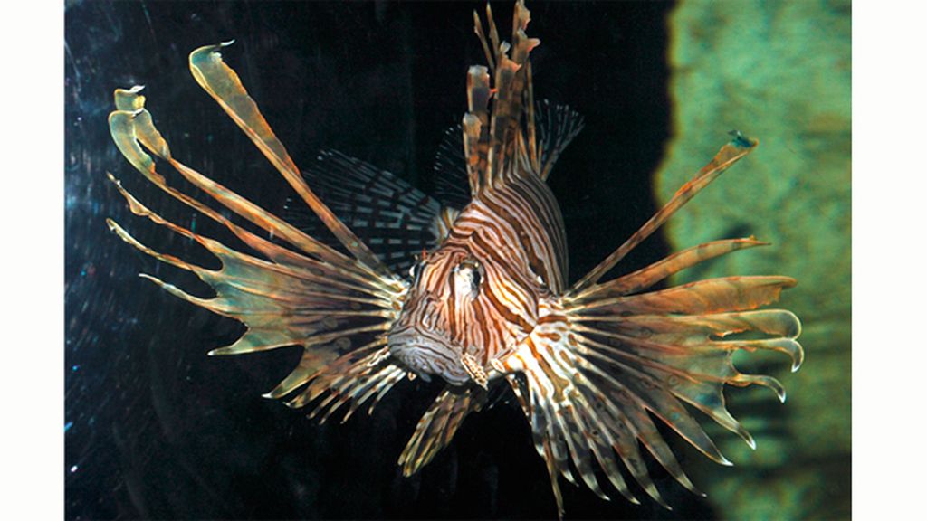 El pez león, invasor del Caribe