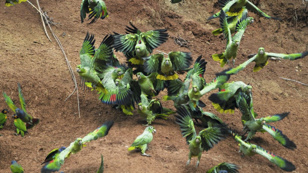 El Planeta, a vista de pájaro
