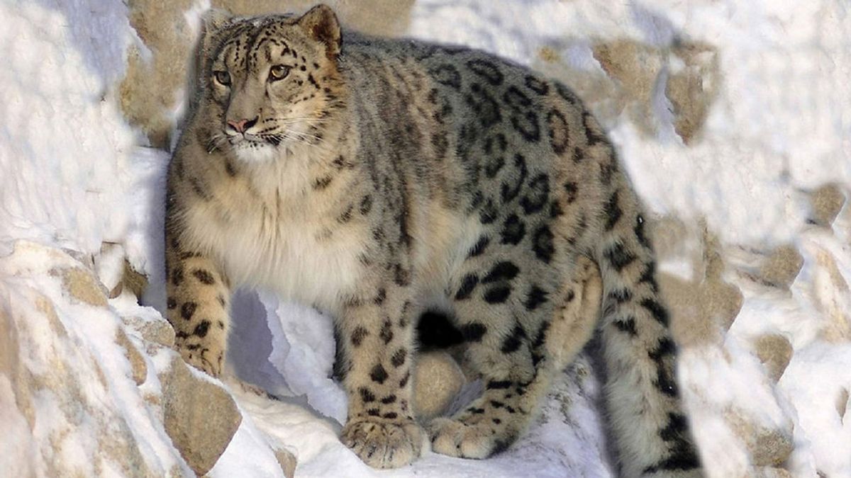 El leopardo de nieve y otras especies que se han salvado de estar en peligro de extinción