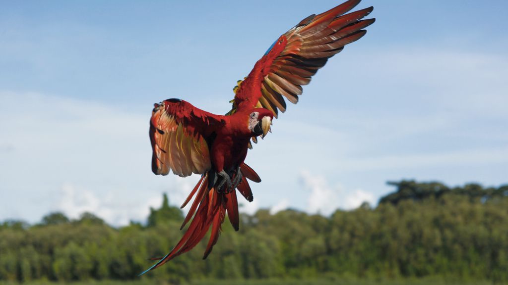 El Planeta, a vista de pájaro
