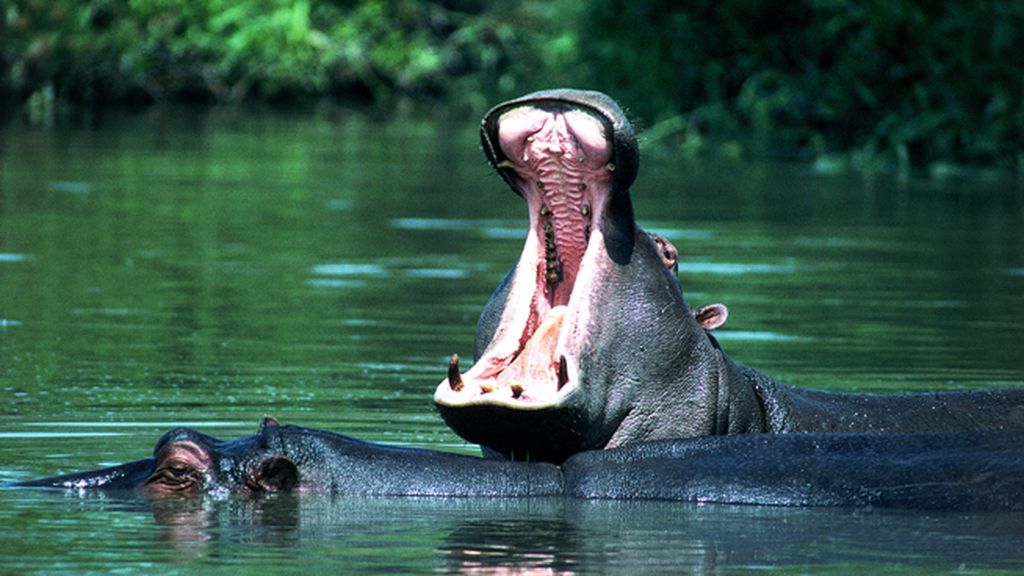 El hipopótamo