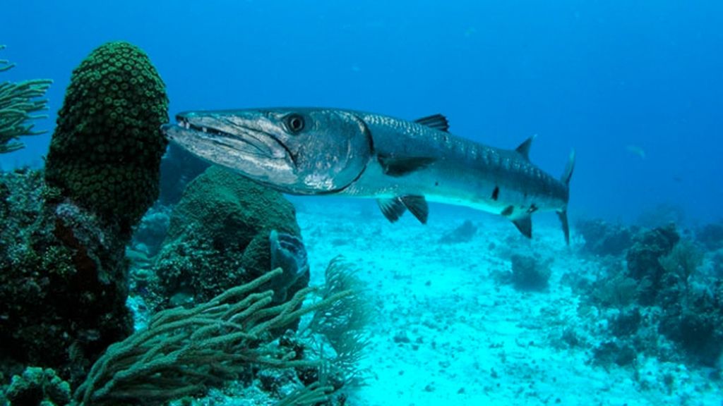 La barracuda, el terror de los mares