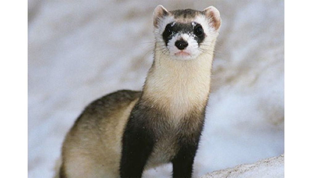 10 Especies protegidas en Estados Unidos