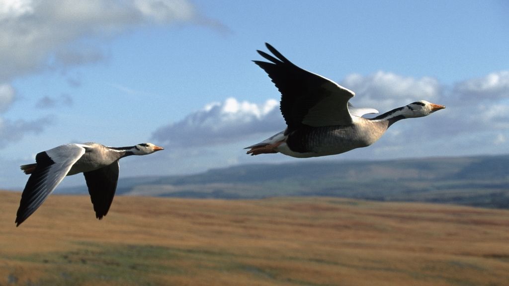 El Planeta, a vista de pájaro