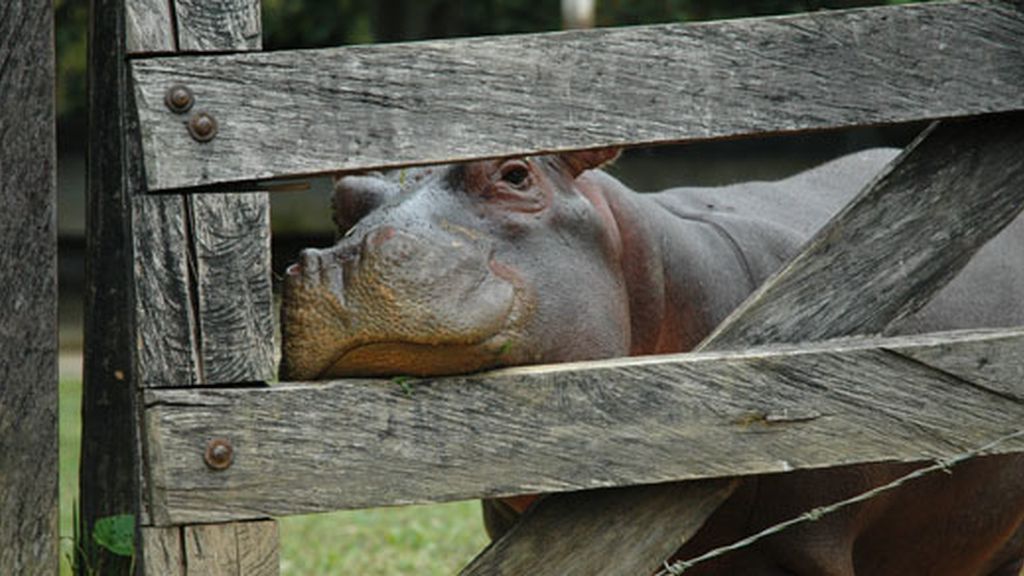 Nat Geo Wild