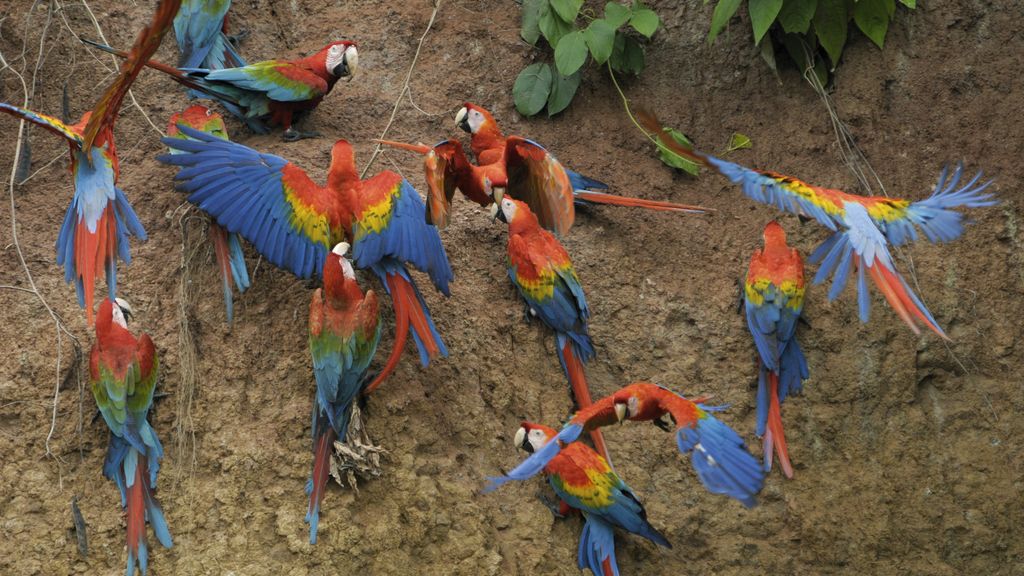 El Planeta, a vista de pájaro