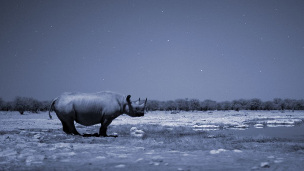 Un viaje por cinco regiones del mismo continente salvaje