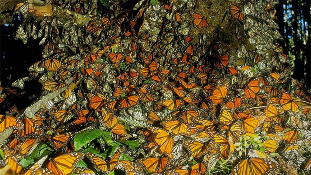 10 Especies protegidas en Estados Unidos