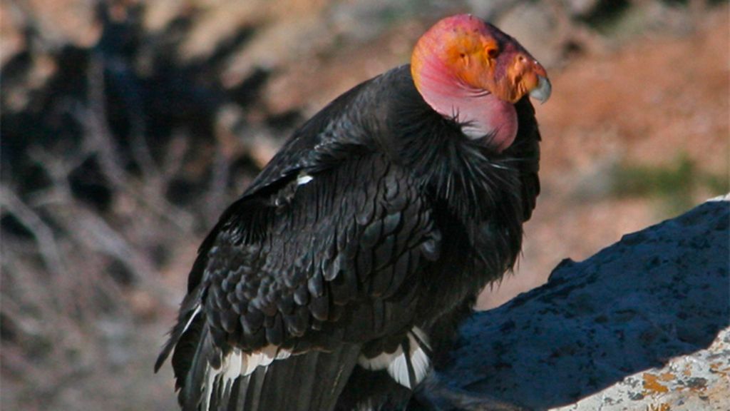 10 Especies protegidas en Estados Unidos