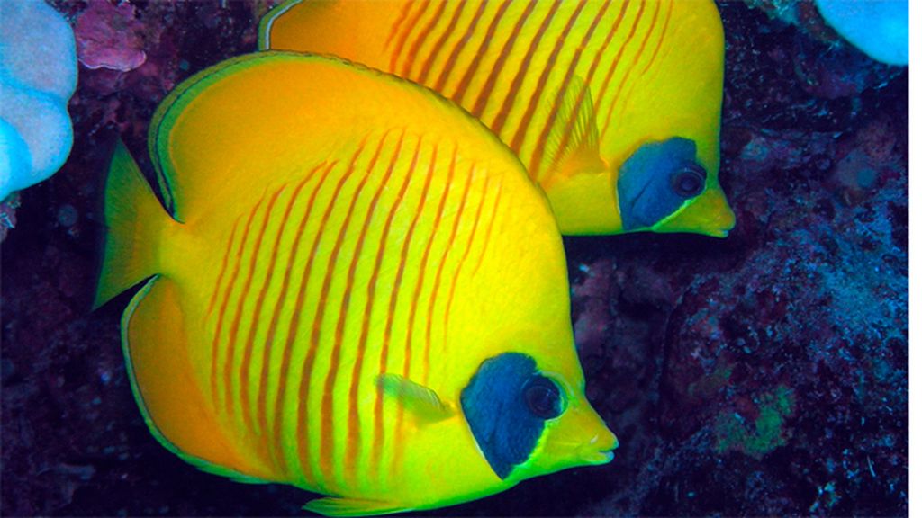 Las fascinantes criaturas que habitan los arrecifes caribeños