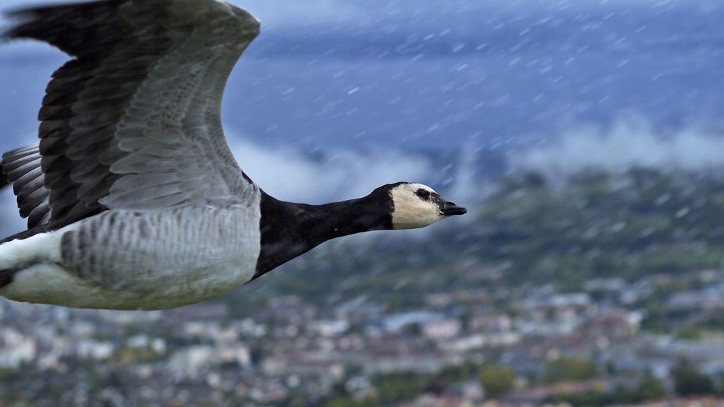 El Planeta, a vista de pájaro