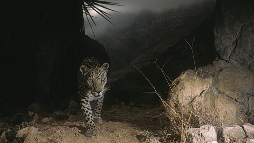 Desde la antigua ciudad de La Meca hasta los paisajes urbanos ultramodernos del Golfo Pérsico