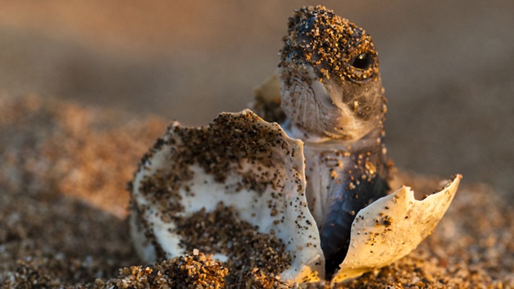 Un viaje por cinco regiones del mismo continente salvaje