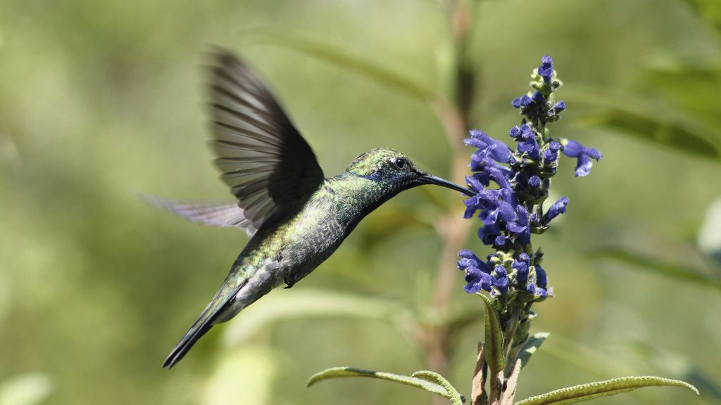 El Planeta, a vista de pájaro