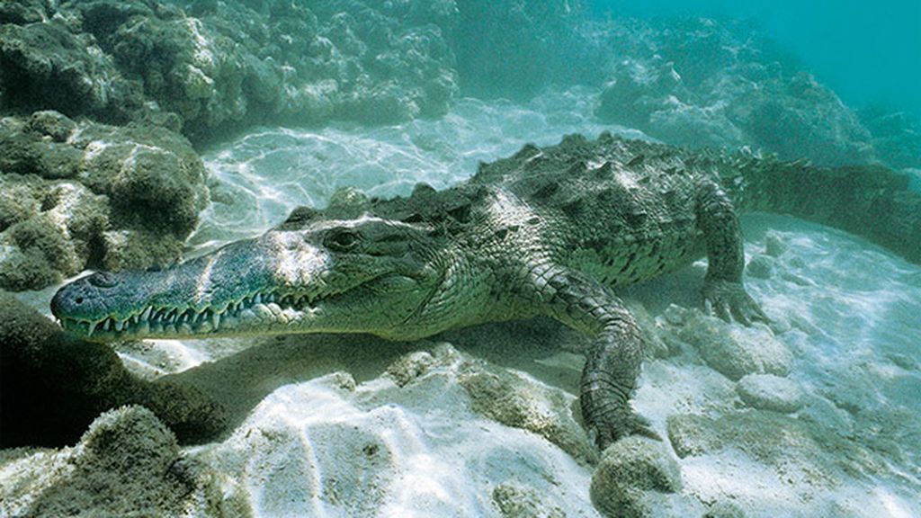El caimán de la costa