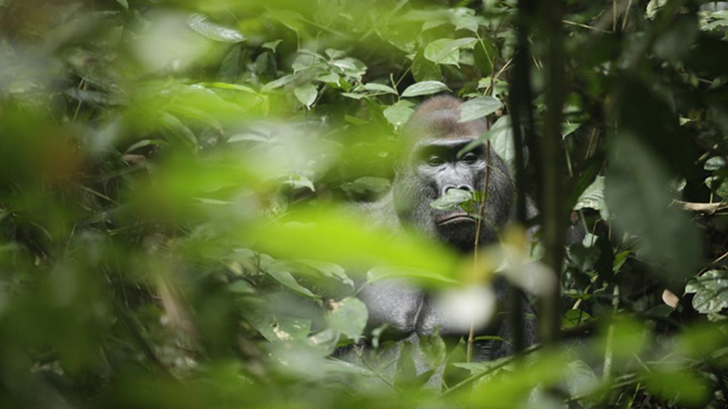 Un viaje por cinco regiones del mismo continente salvaje