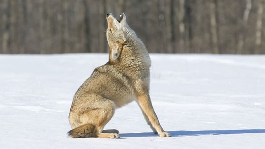 Nat Geo Wild