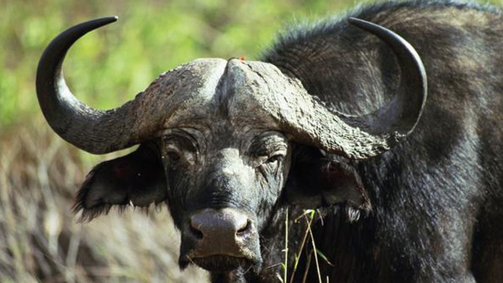 El búfalo africano