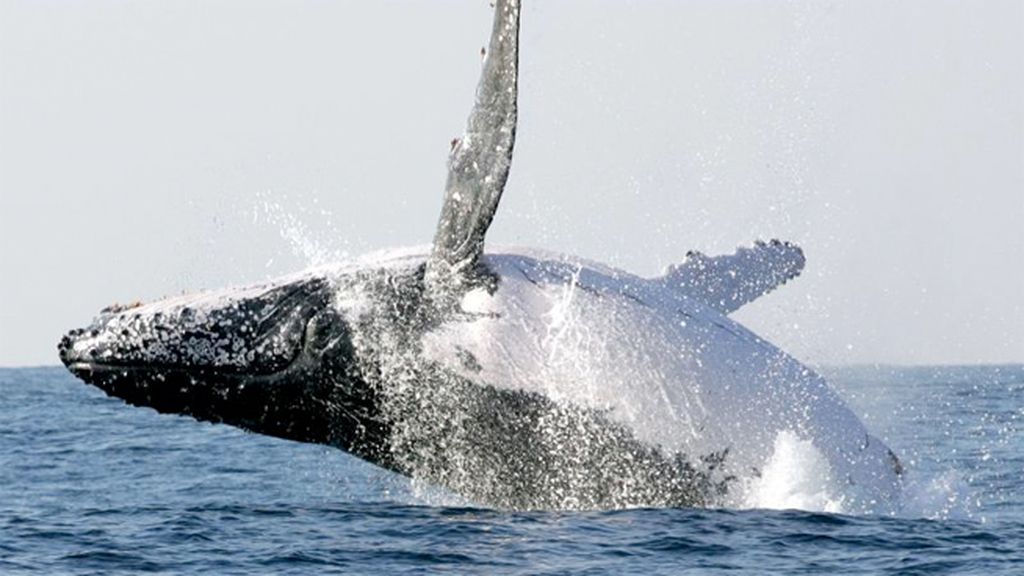 La ballena jorobada