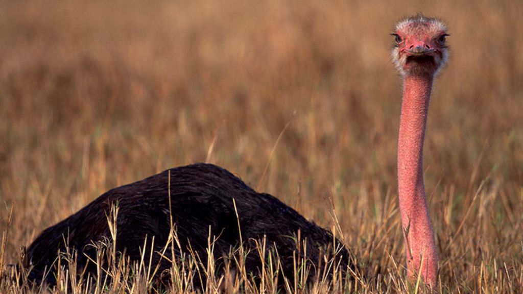 Bajar Facilitar grabadora Los 20 animales más fascinantes de África