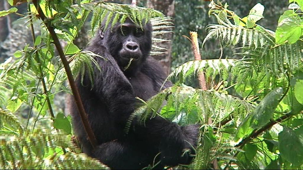 'Callejeros viajeros: Los últimos gorilas' (Cuatro). El 1 de enero, a las 22.45