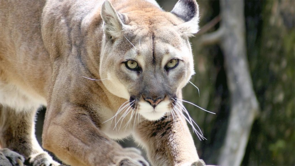 10 Especies protegidas en Estados Unidos