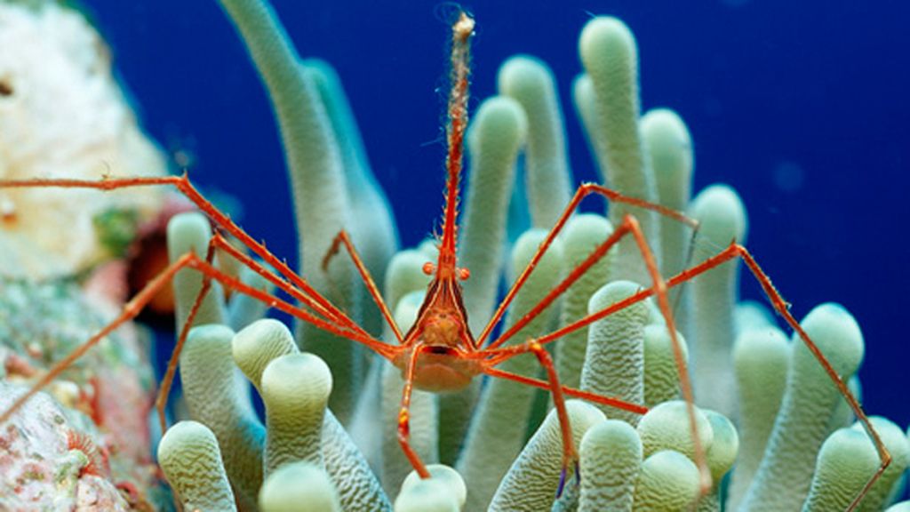 El cangrejo araña, una especie ermitaña