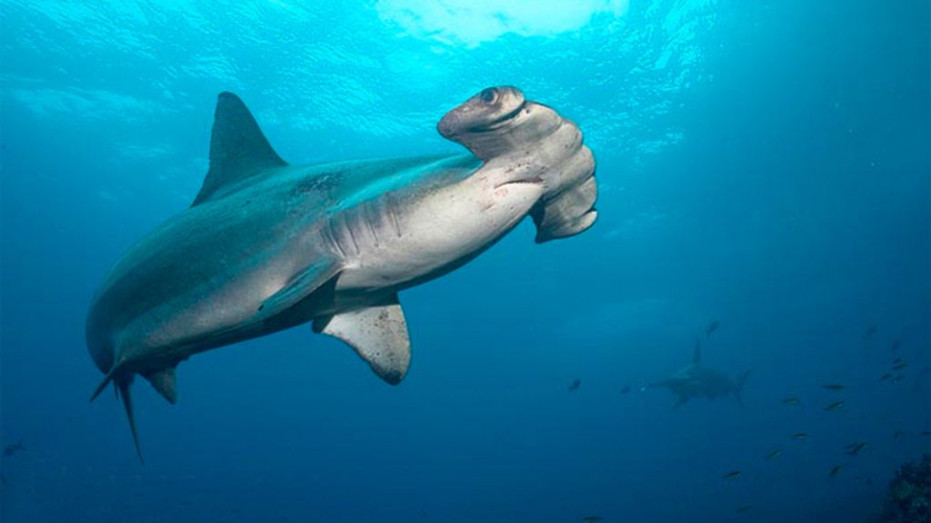 10 Especies protegidas en Estados Unidos