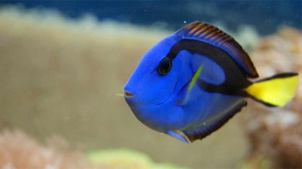 Las fascinantes criaturas que habitan los arrecifes caribeños