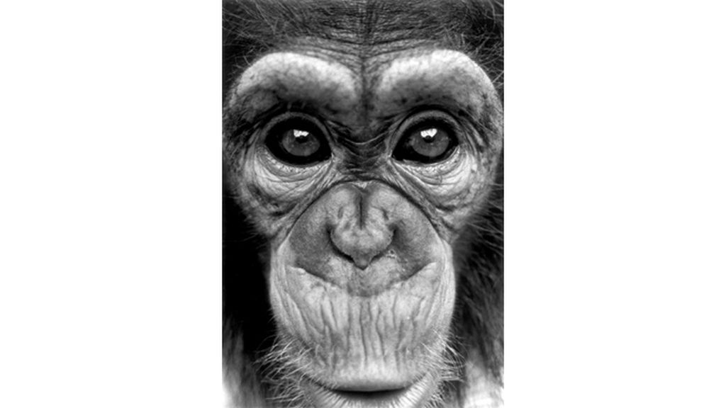 Un chimpancé que habla con los humanos