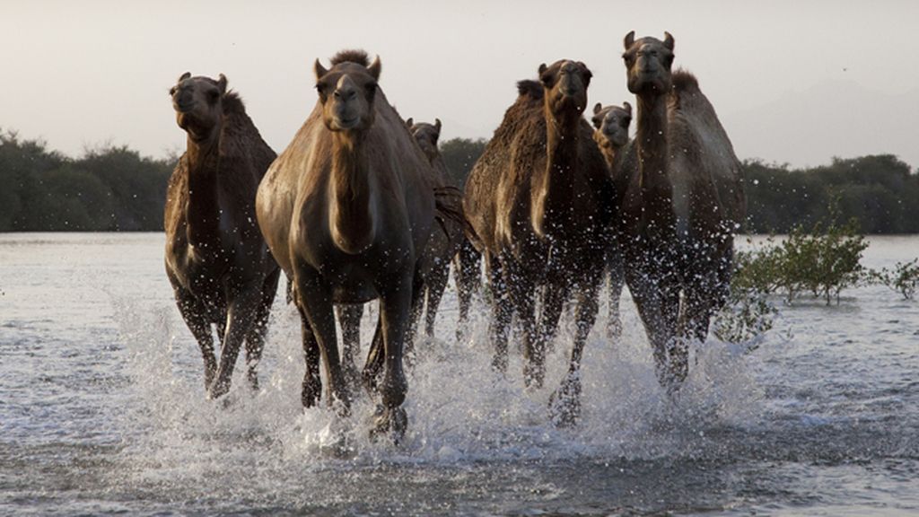 Desde la antigua ciudad de La Meca hasta los paisajes urbanos ultramodernos del Golfo Pérsico