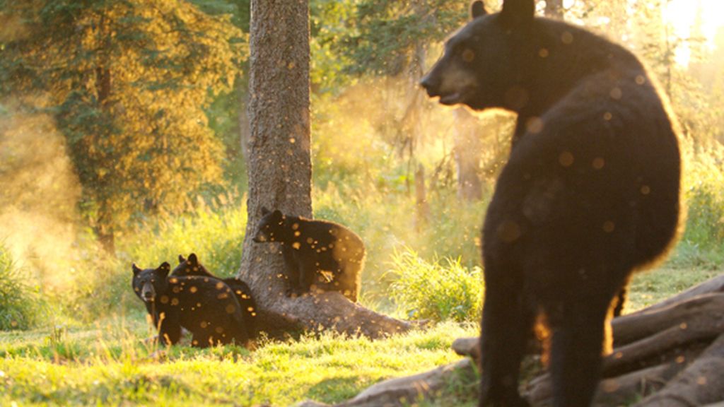 'Animal planet' (diario, desde el  3 de septiembre, de 16.05 a 19.00)