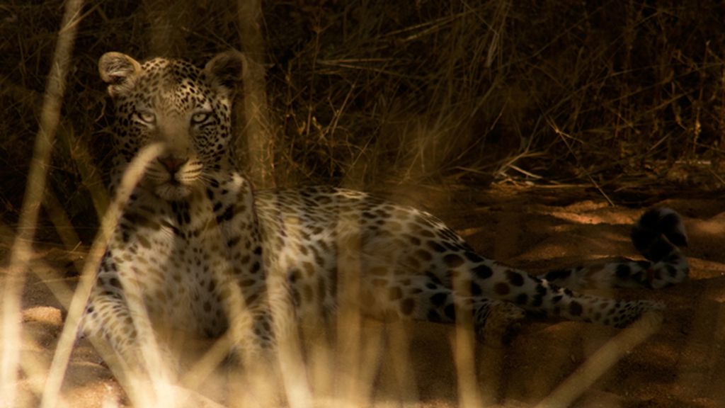 Un viaje por cinco regiones del mismo continente salvaje