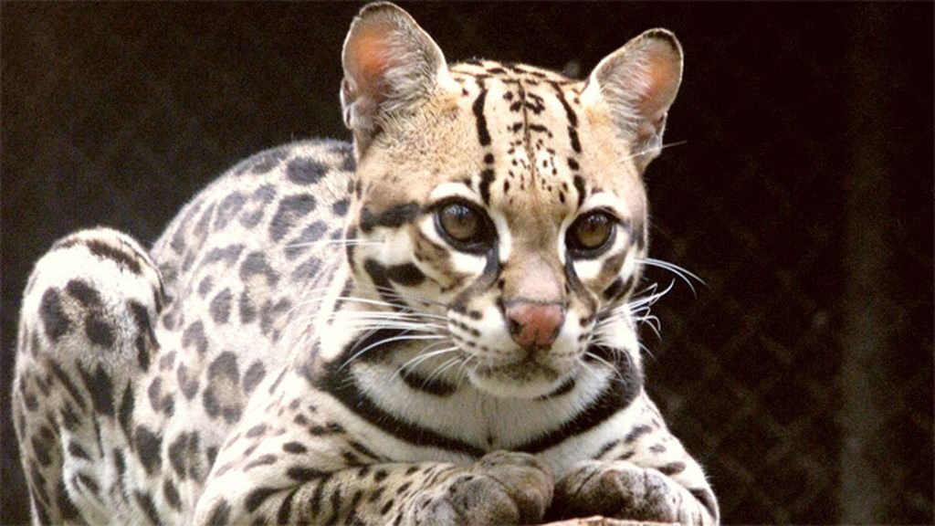 10 Especies protegidas en Estados Unidos
