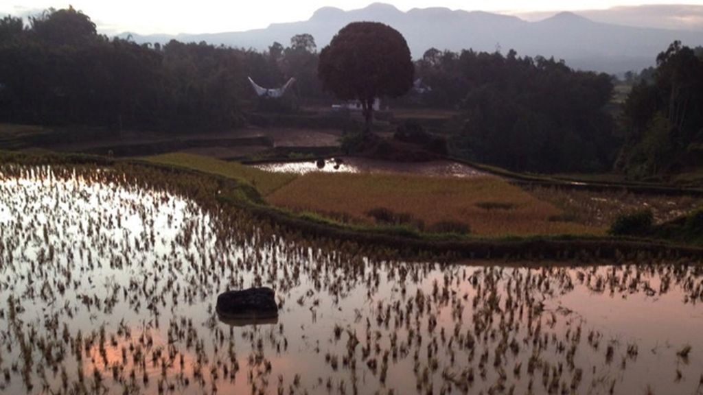 "Impresionantes arrozales... Campos y campos de arroz tres delicias... #planetacalleja Indonesia"