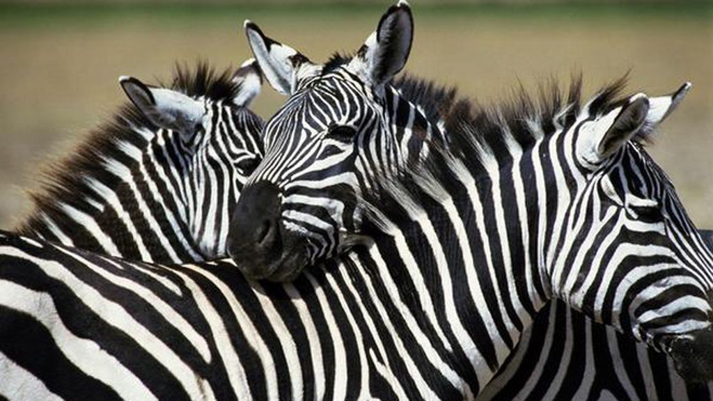 Los 20 animales más fascinantes de África