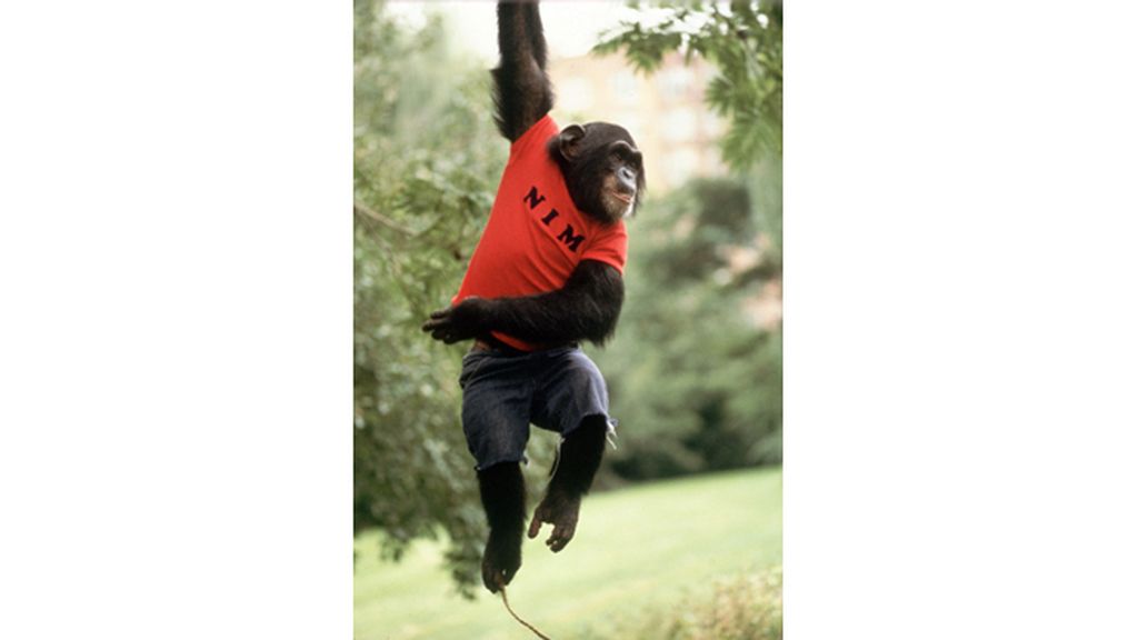 Un chimpancé que habla con los humanos
