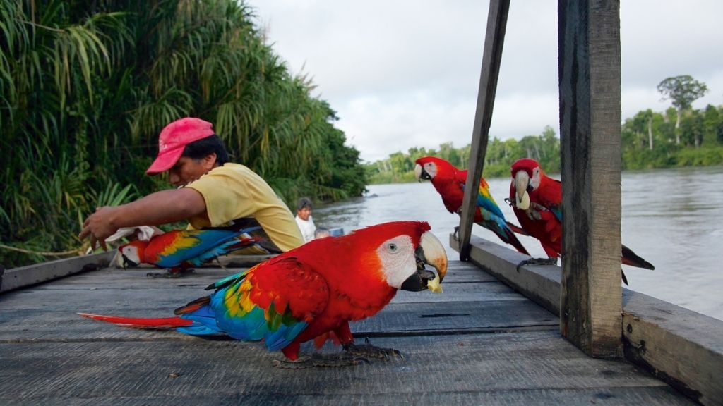 El Planeta, a vista de pájaro
