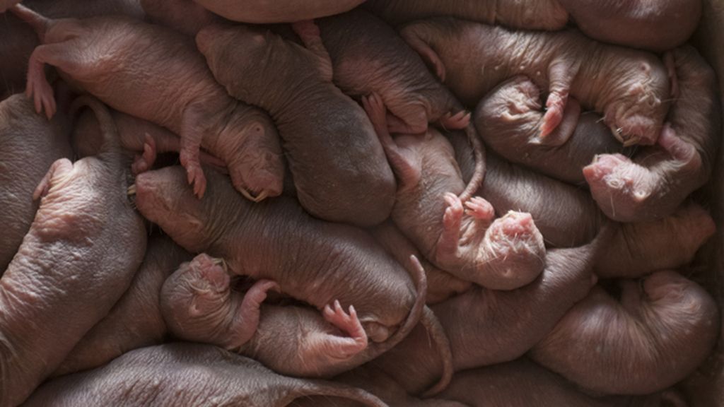 Un viaje por cinco regiones del mismo continente salvaje