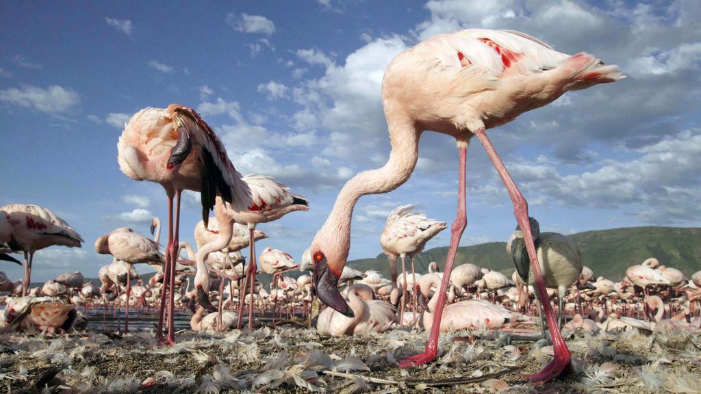 El Planeta, a vista de pájaro