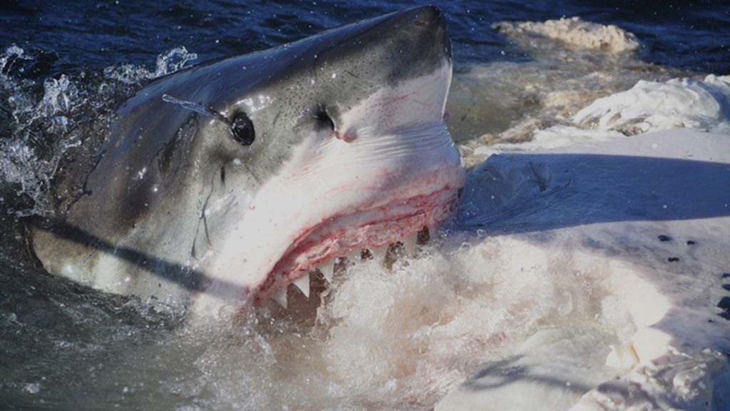 Un viaje por cinco regiones del mismo continente salvaje