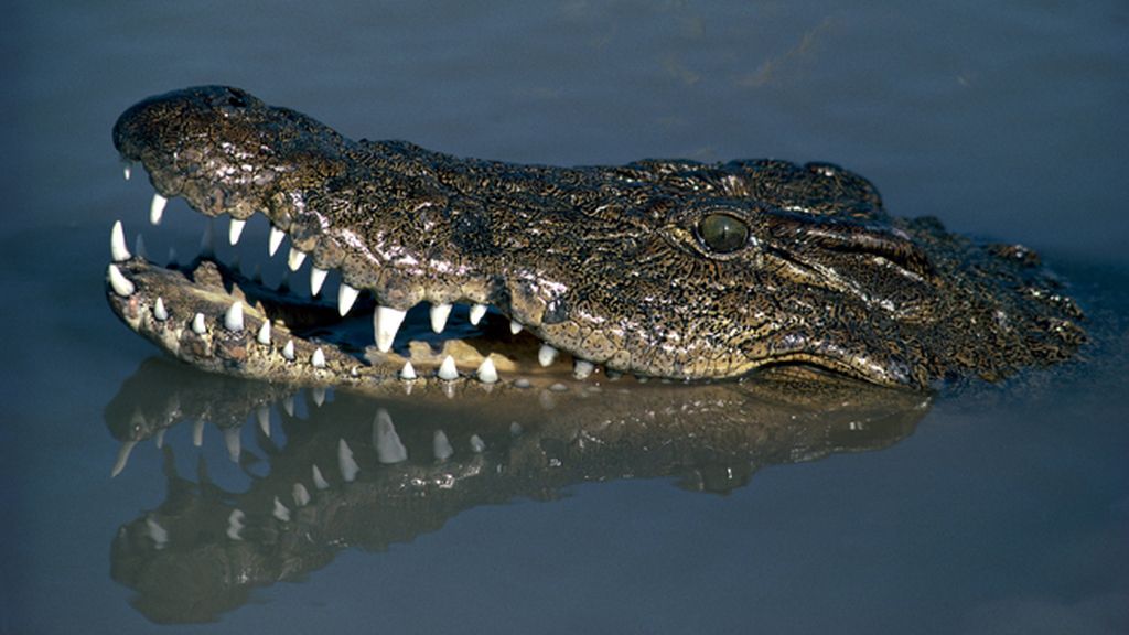 El cocodrilo del Nilo
