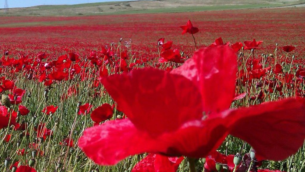 Carlos del Saz Morante